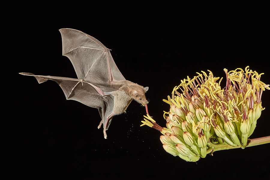 Bat drinking nectar by Peter Hudson (USA)