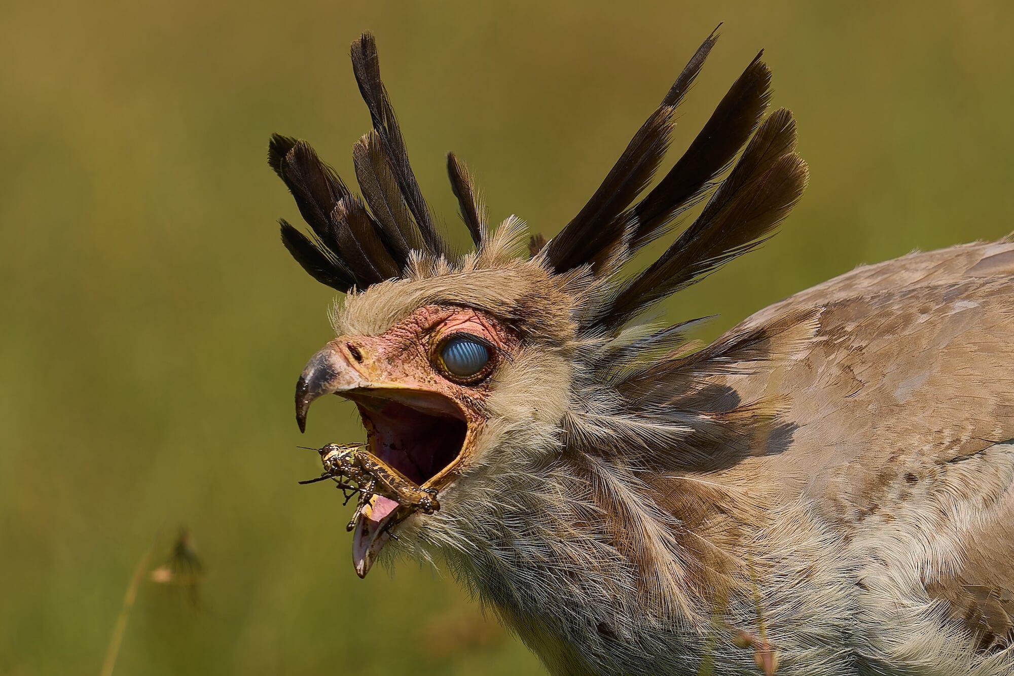 Winner Secretary Bird Gullet