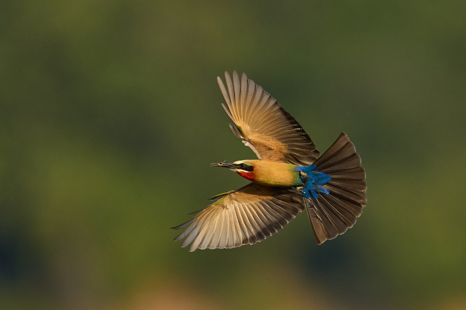 Jeremy Richards ARPS White Fronted Bee Eater With Catch