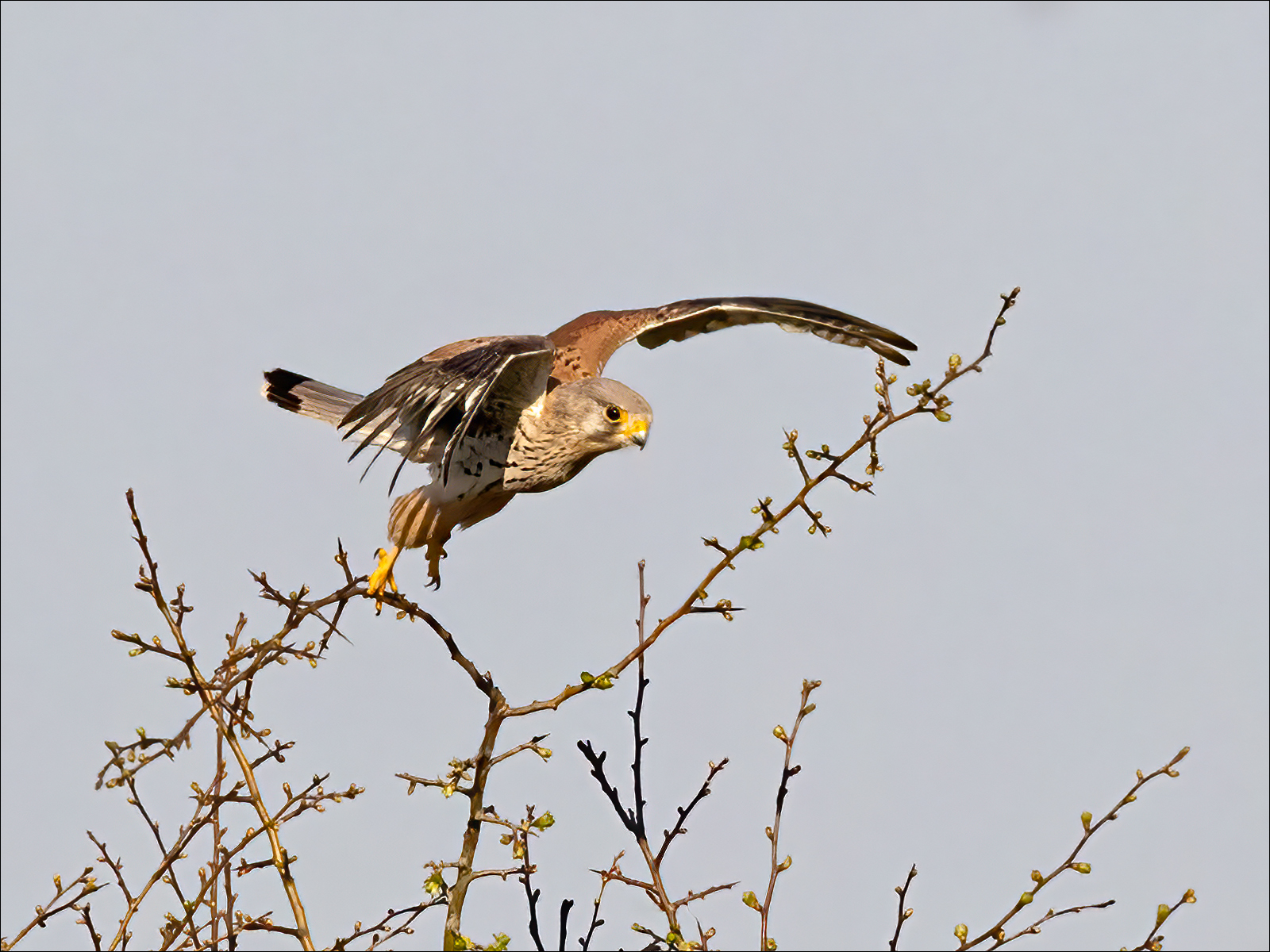 Kestrel Taking Off By Duncan Locke ARPS