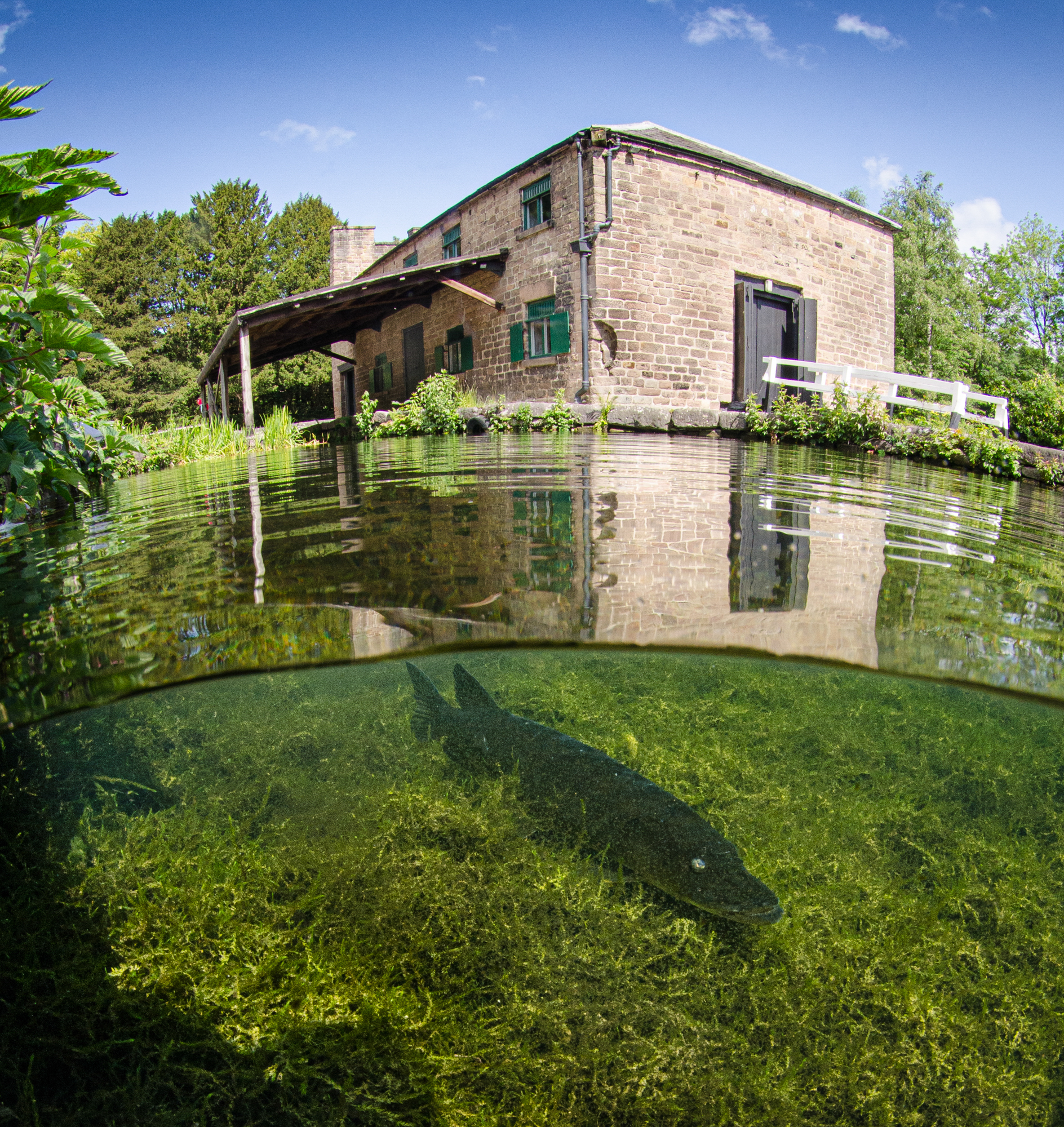 Wildlife 004 Highly Commended Rob Cuss Pike, Cromford Canal