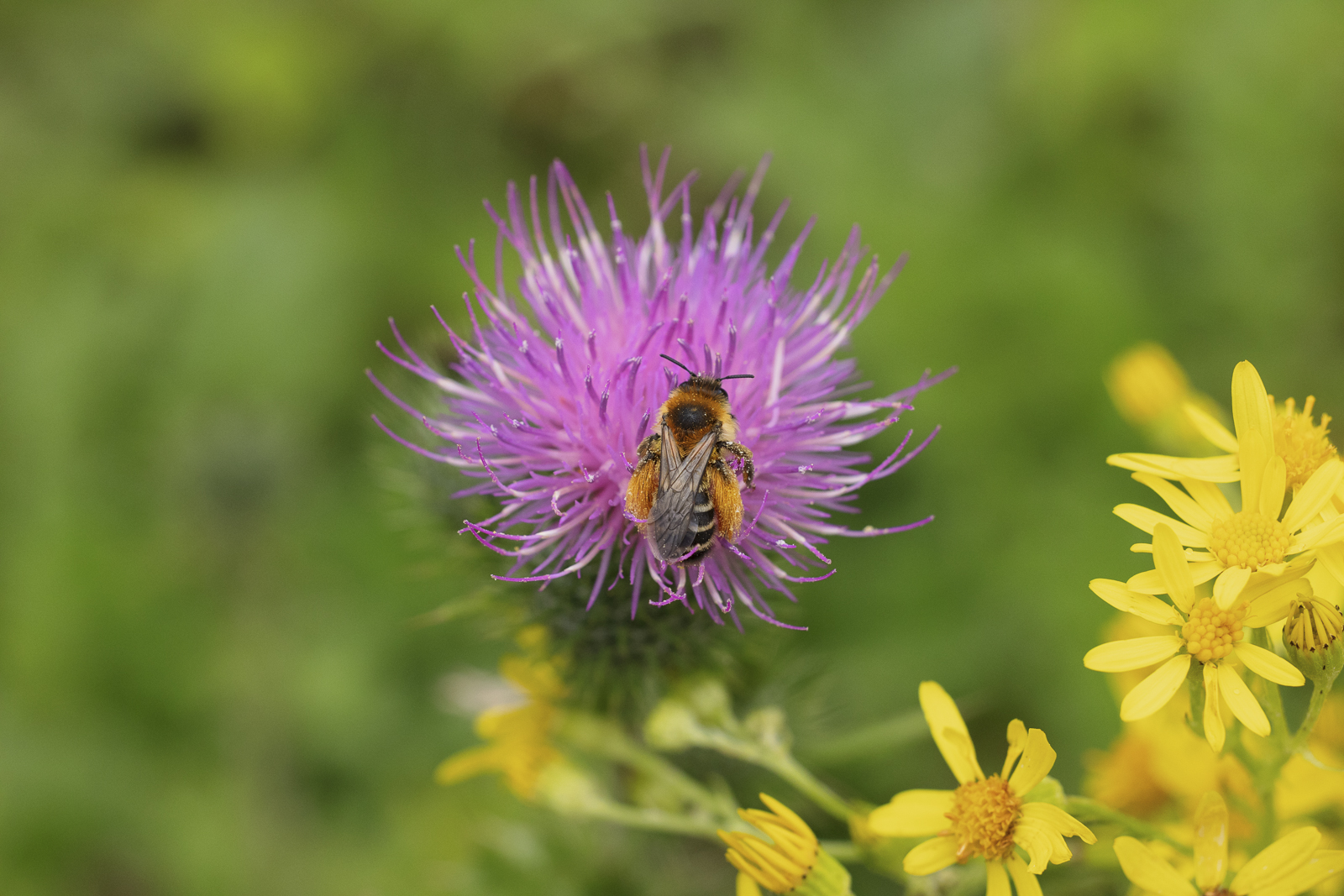 Pantaloon Bee By Dave Mckay