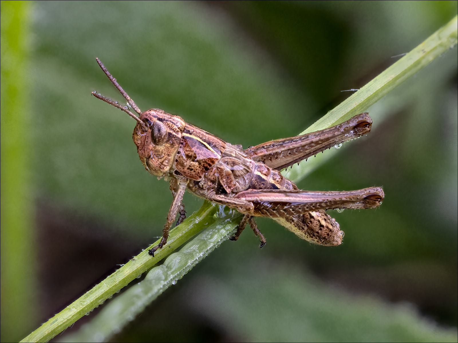 Meadow Grasshopper By Duncan Locke ARPS