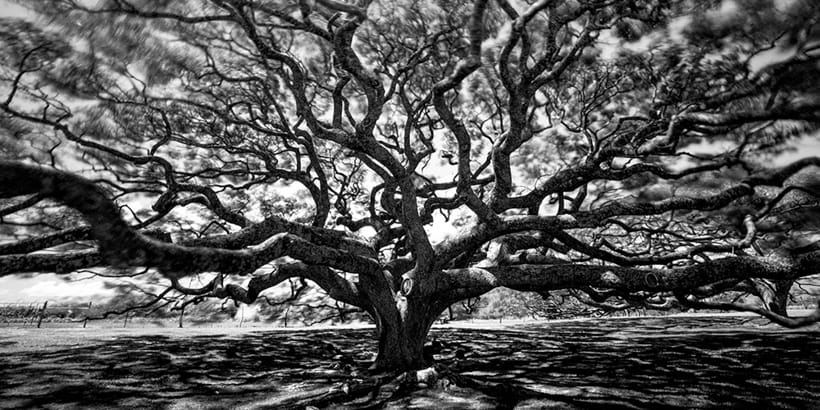 Cole Thompson - tree