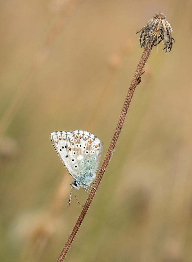 In A Summer Meadow