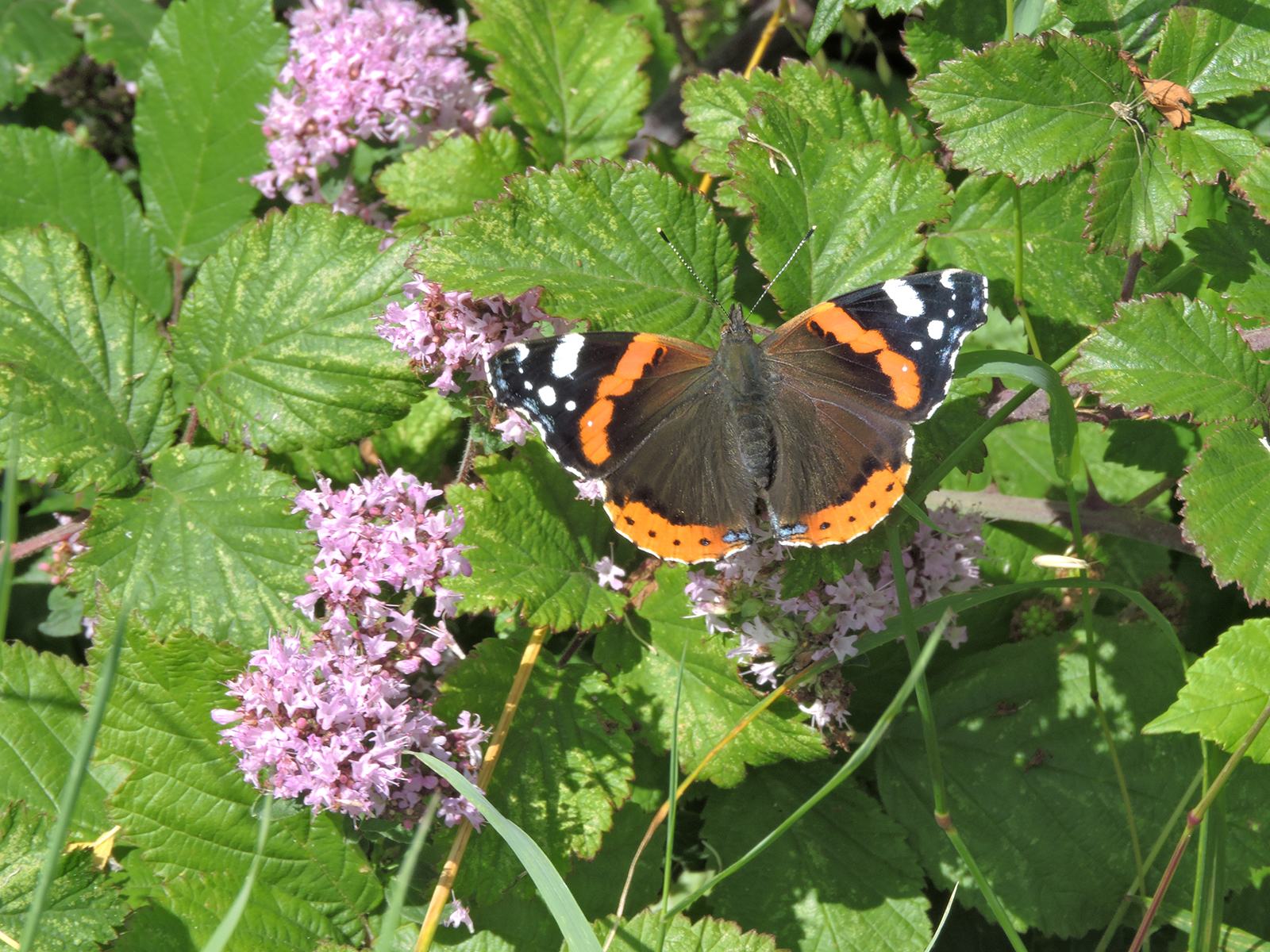 Red Admiral 2 Ben Gresham