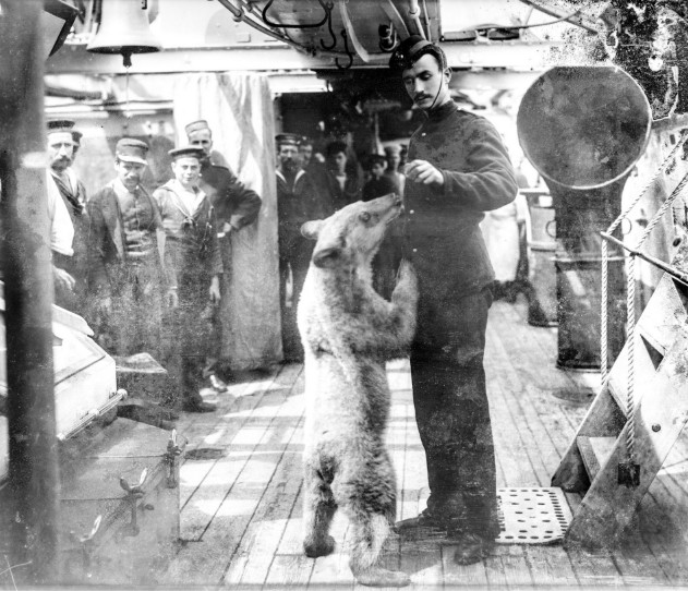 Bear