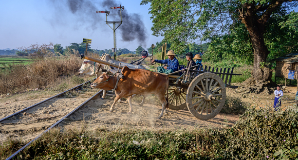 OX CART RACING THE TRAIN