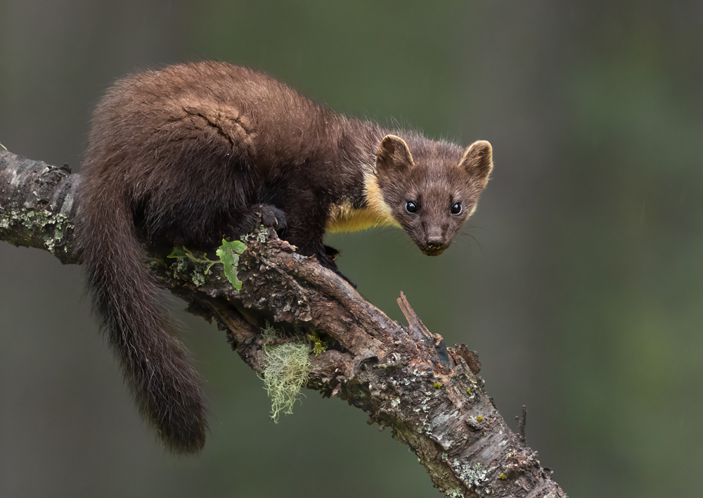 21 Juvenile Pine Marten S