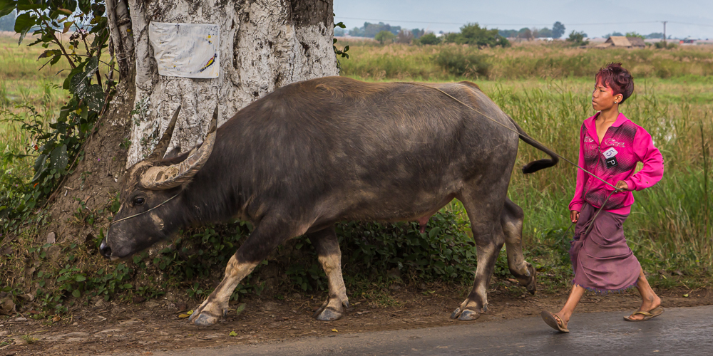 Buffalo Boy Myanmar