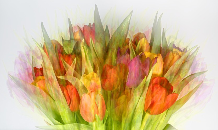 Bouquet Of Tulips