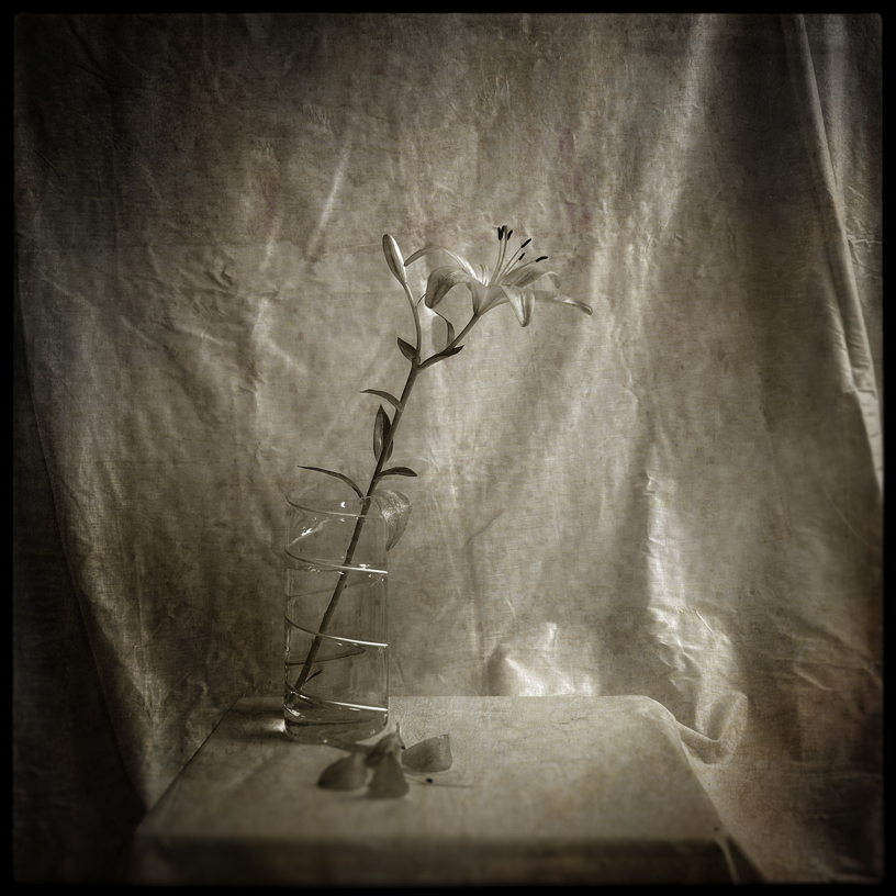 Monochome still life of a lily in a varse with a drape background