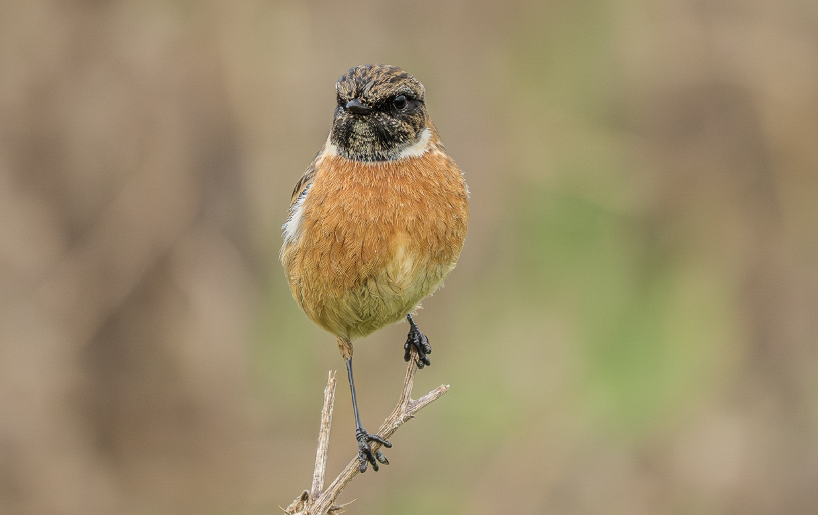 Summer Leys Jane Stonechat