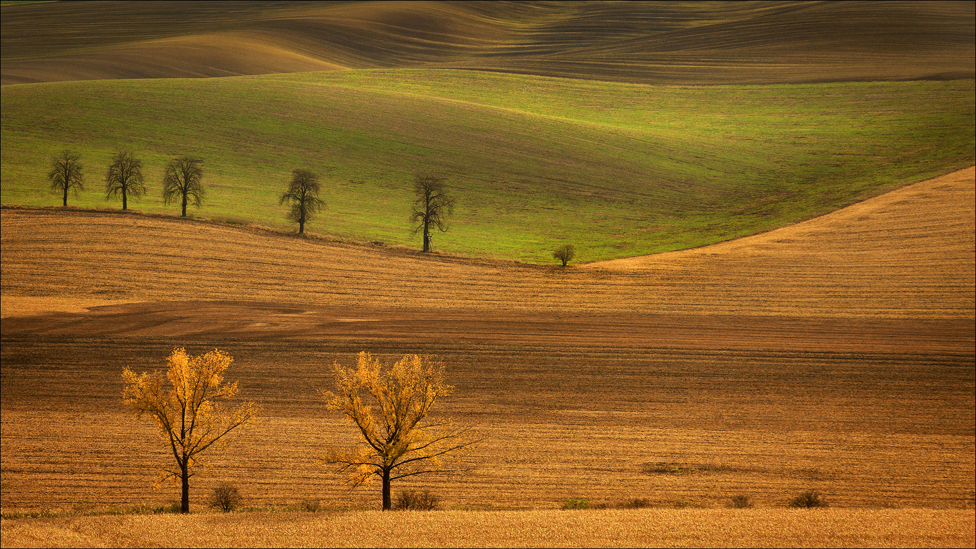 Autumnal Hue 11 By Mohammed Arfan Asif FRPS