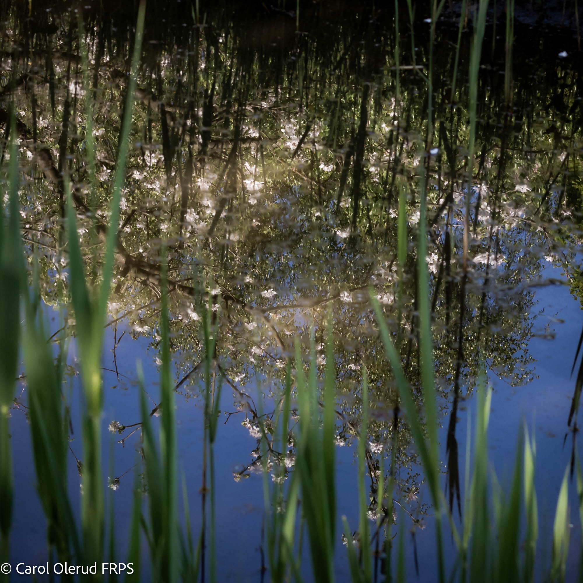 NL Carol Olerud FRPS 01 Dreamy Pond