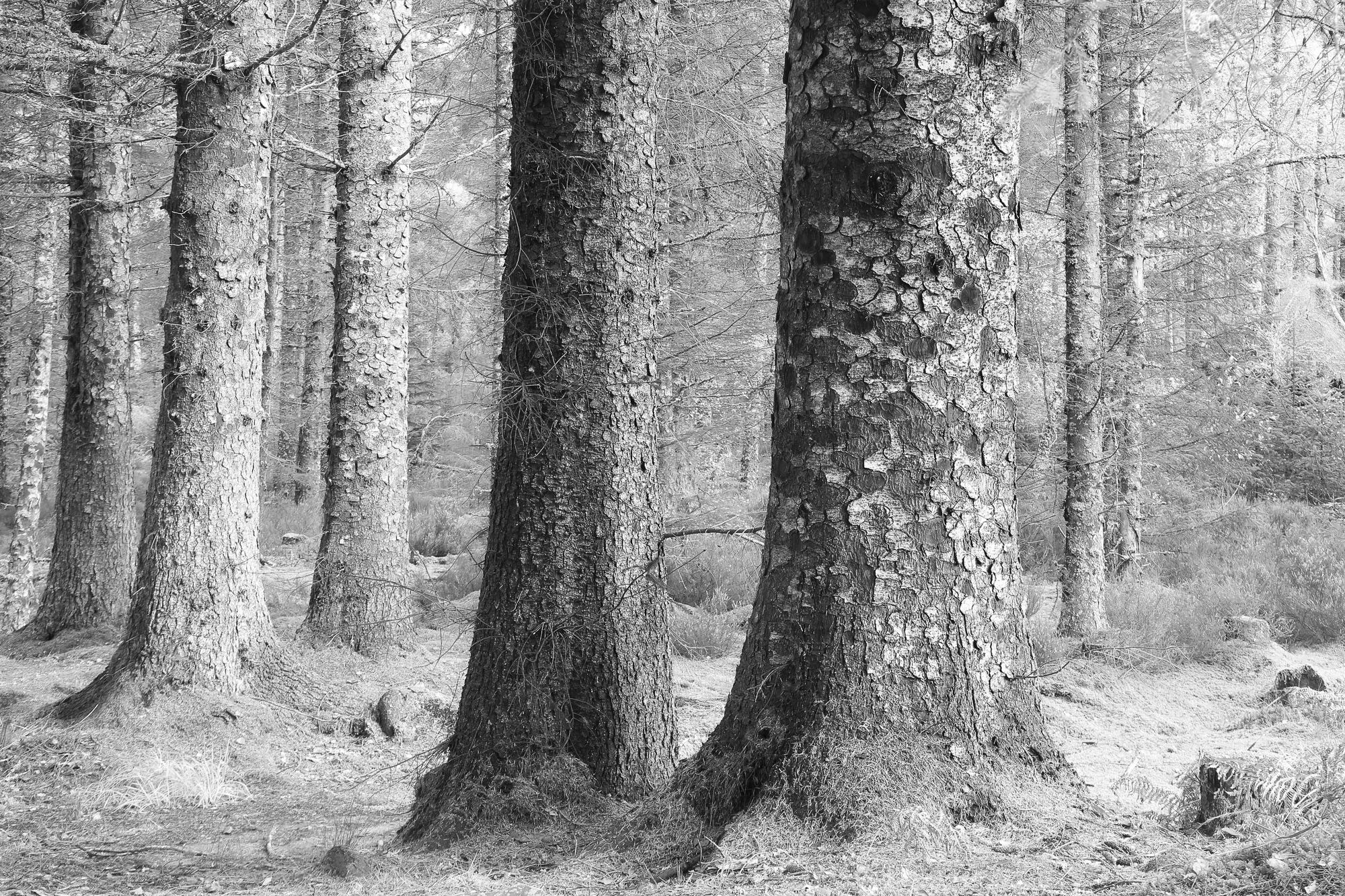 Sentinels Of The Woods Viv Cotton ARPS