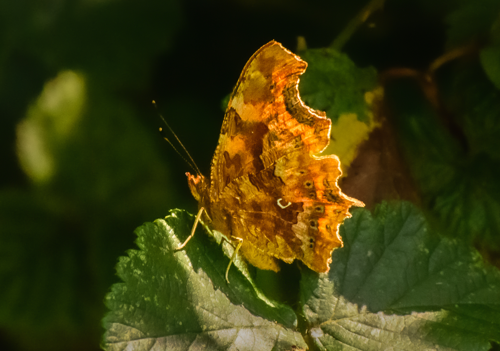 Comma By Debbie Pugh