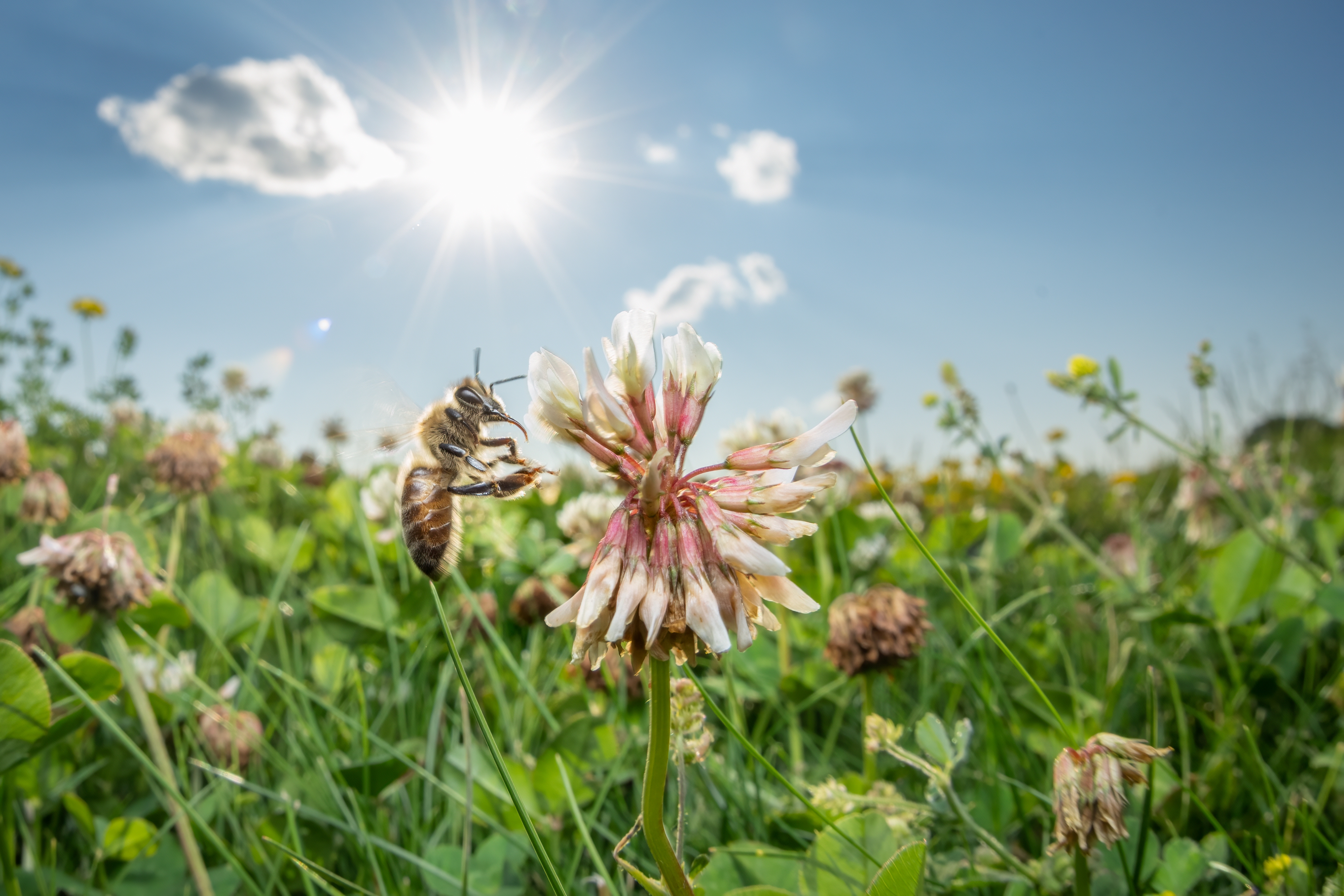 The Buzz About Bee Lawns By Anne Readel