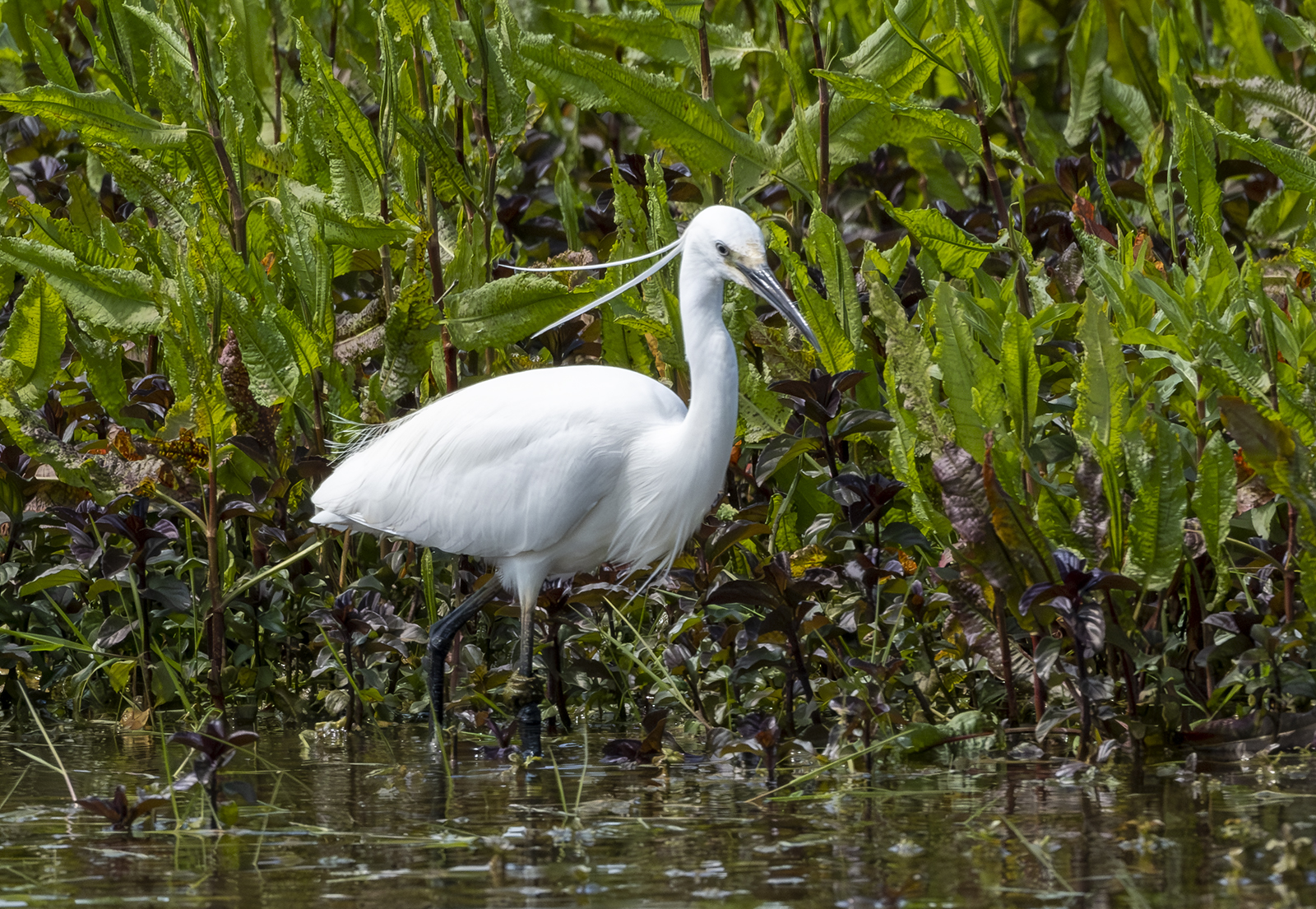 Little Egret By Peter Ward