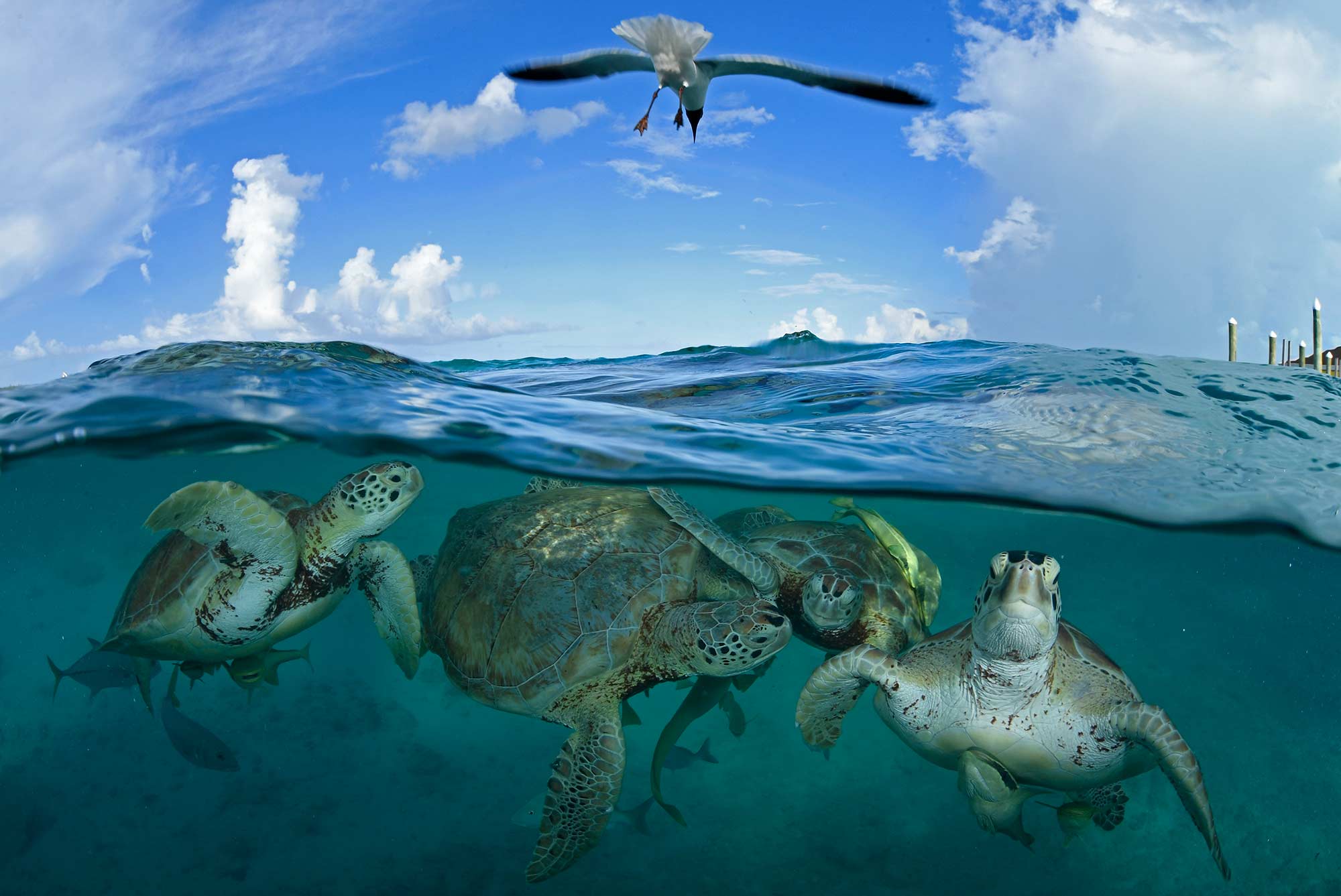 © Thomas Peschak, Wildlife Photographer Of The Year