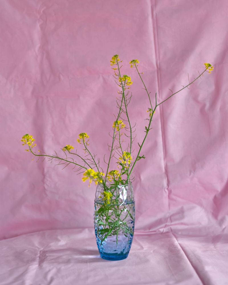 Yellow On Pink, 2024