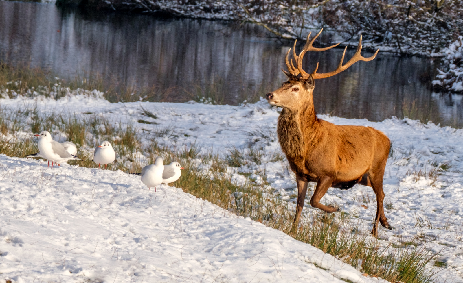 Bradgate The Crossing 8