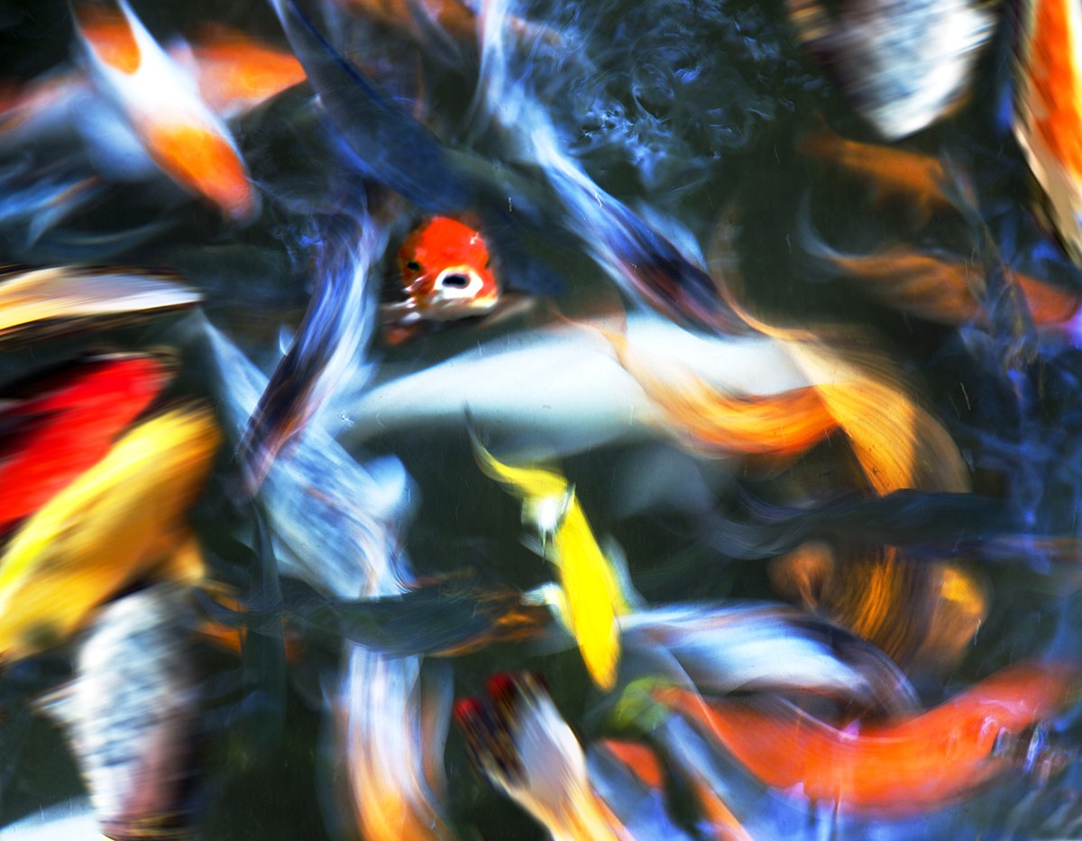 Natural Abstracts Koi Carp Commotion