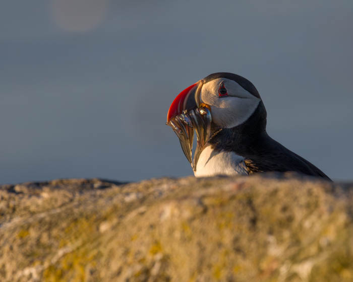 03 Joaquimcapitao Iceland Wildlife 03