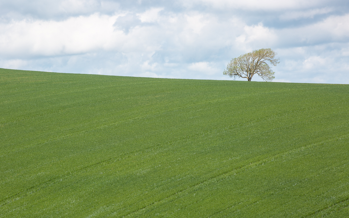 Tree On Hill By Phillip Edwards