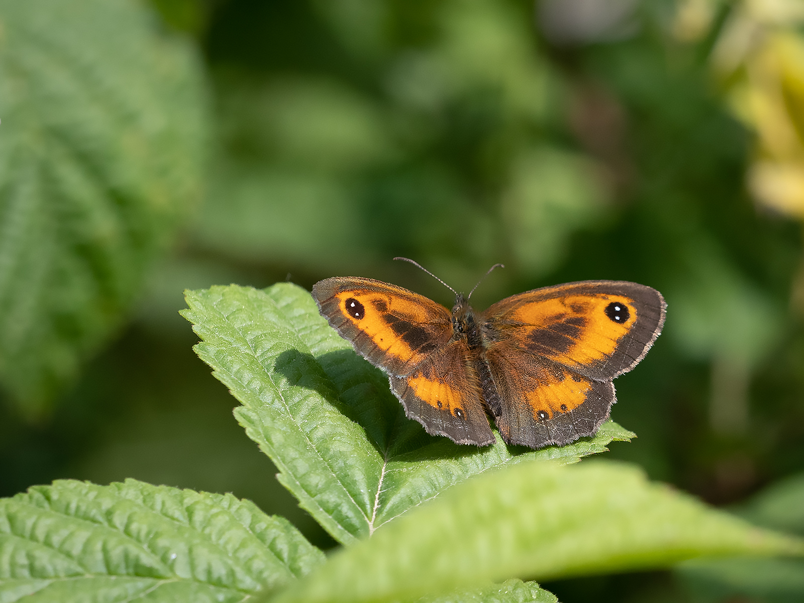 7 Gatekeeper By Ken Rasmussen