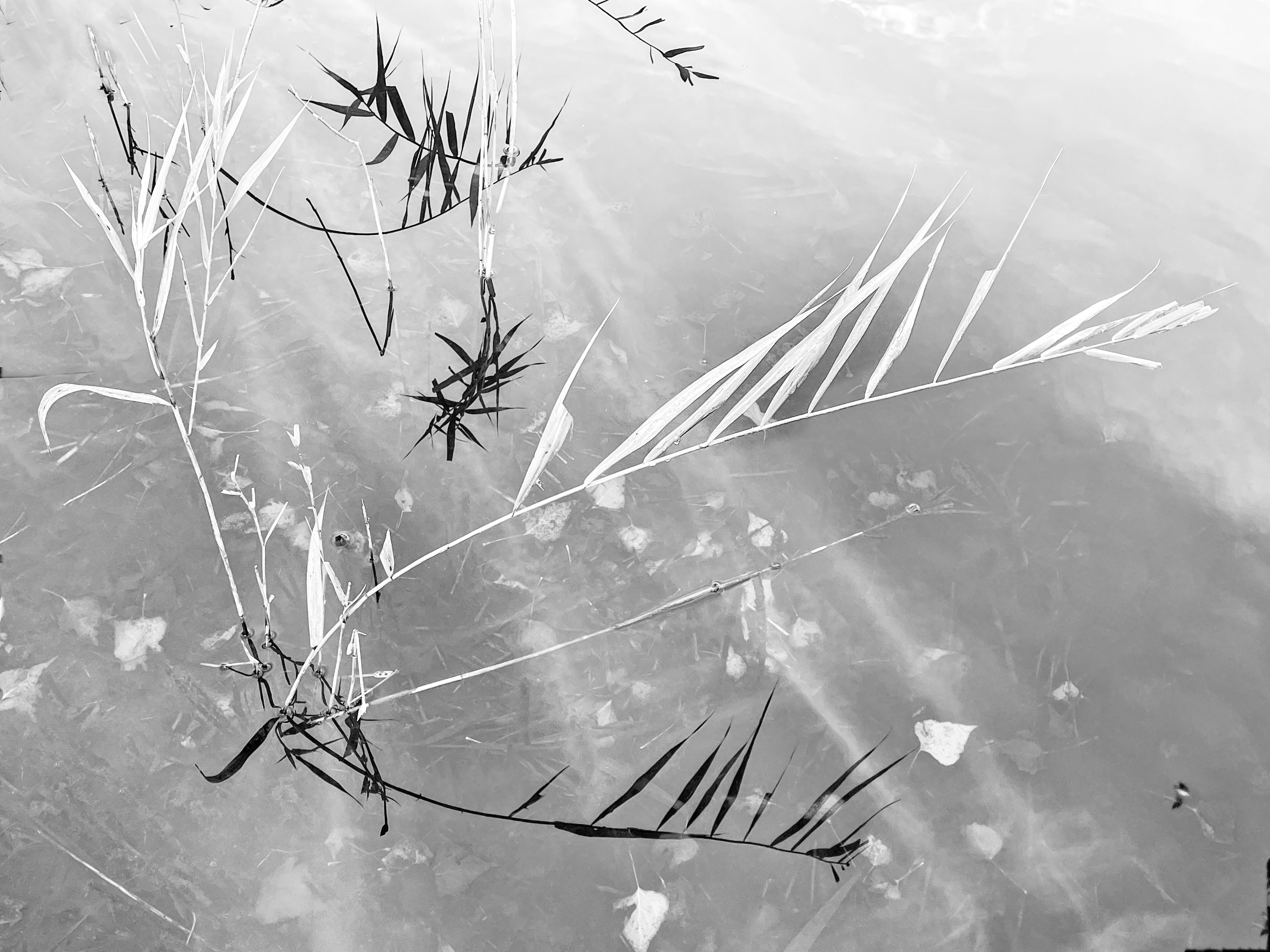 Sue Goldberg TWT Photo 1