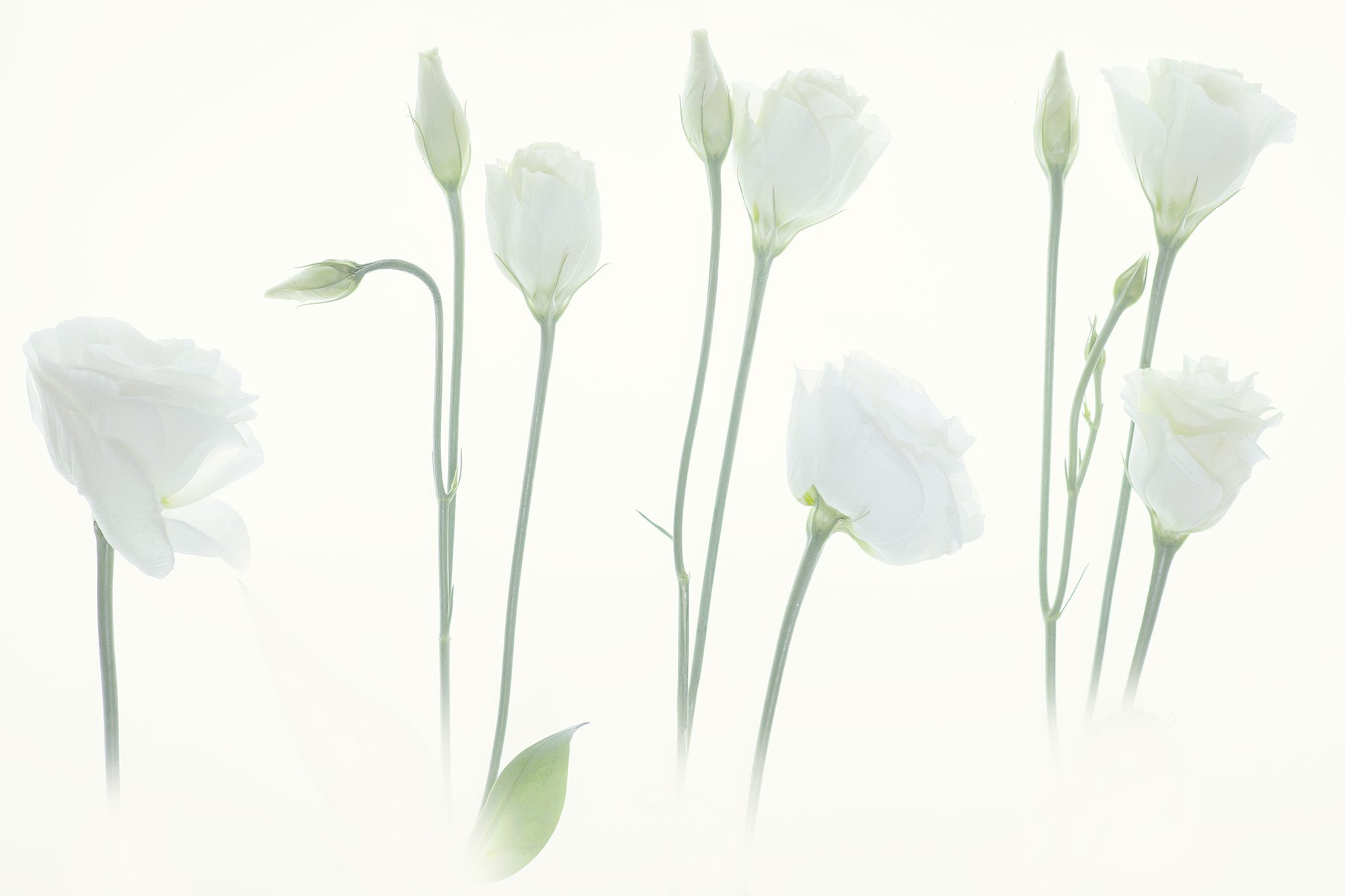 Lisianthus Before 2000