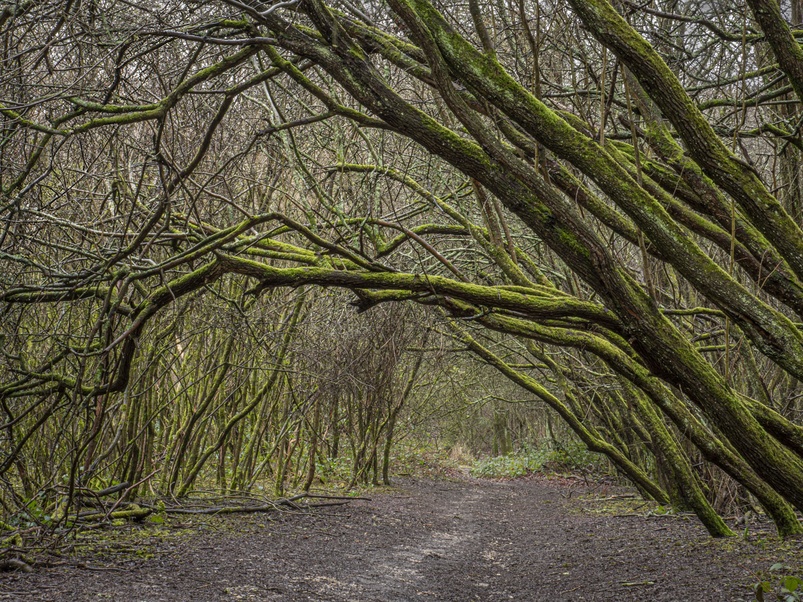 Tree Tunnels © Debbie Arnell