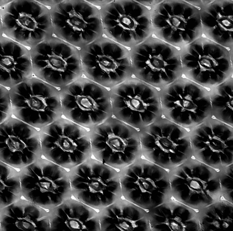 1101 Microlenses By José Manuel Martínez López