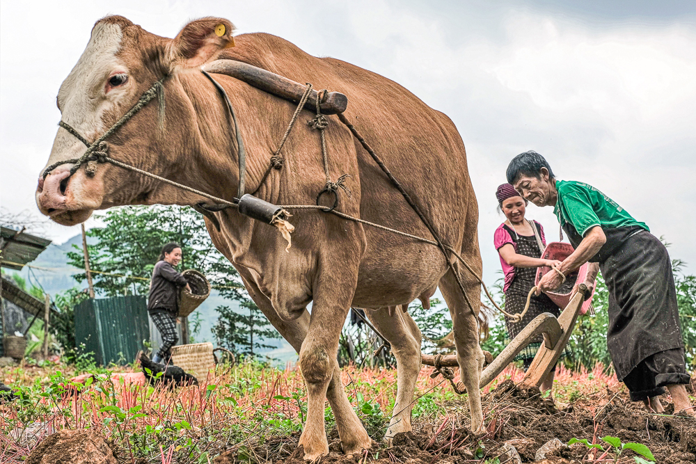 Behind The Plough North Vietnam Jane Tearle LRPS