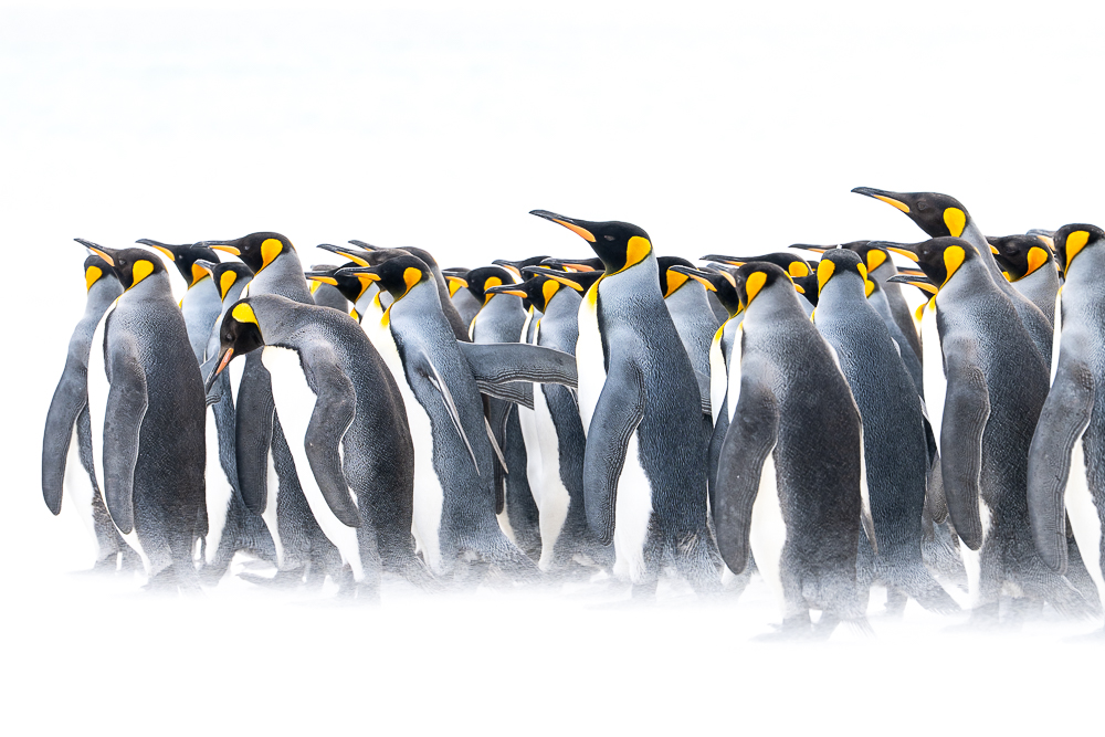 The Chorus Of Silence, The Falkland Islands by Thomas Andy Branson