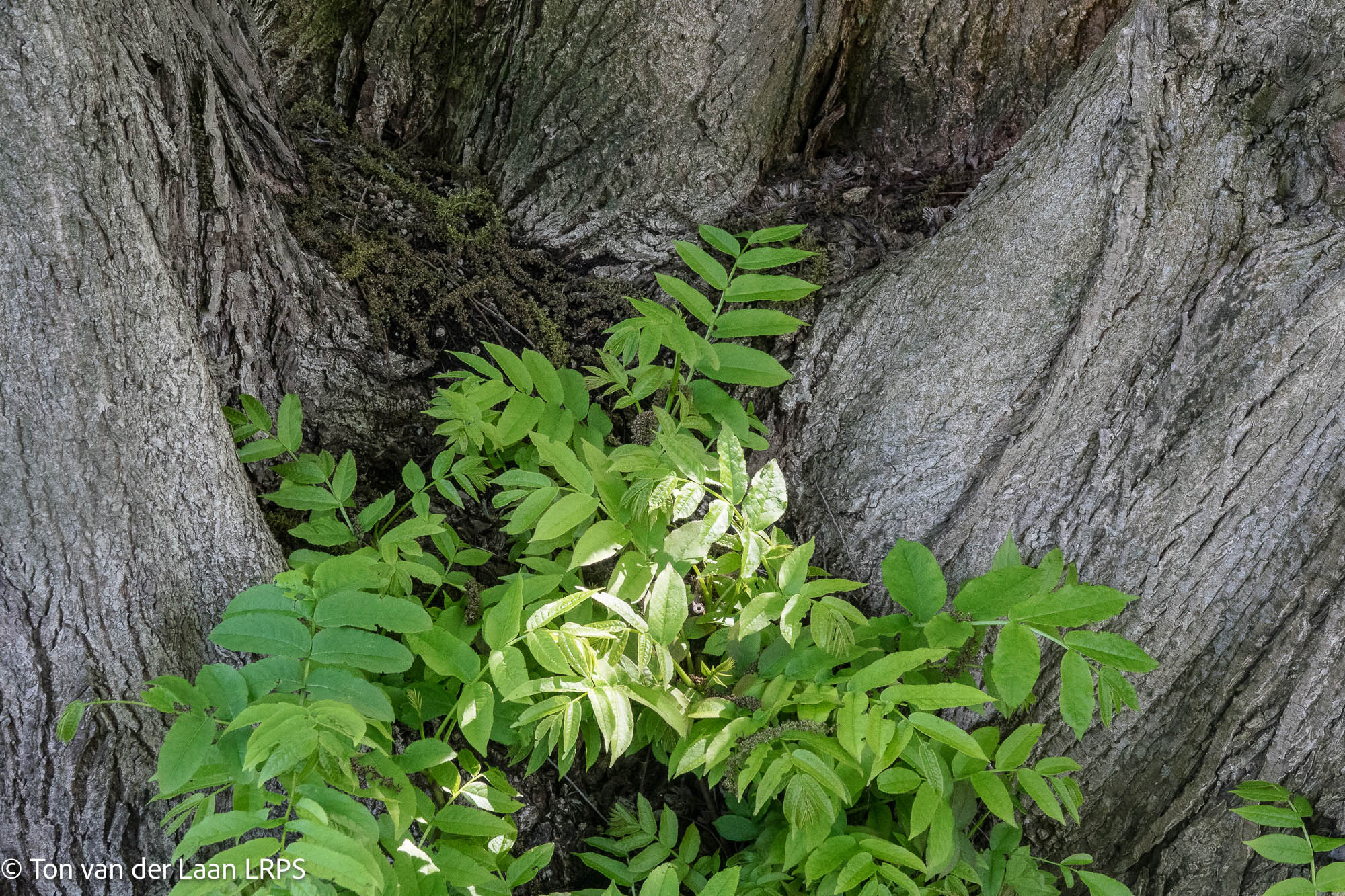NL Ton Van Der Laan LRPS 01 Green Leaves