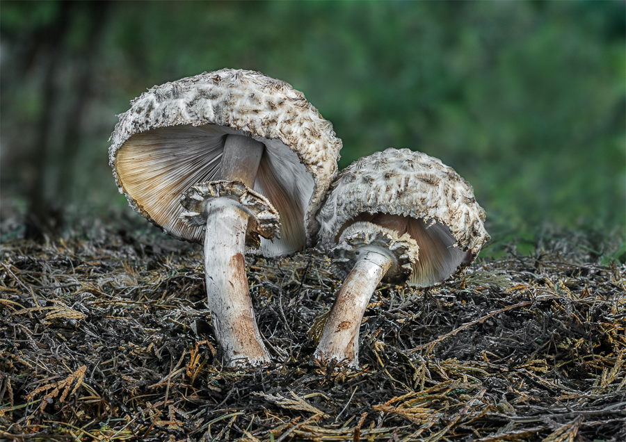 03 Chlorophyllum Rhacodes Shaggy Parasol