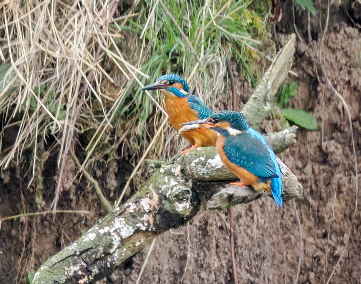 Kingfisher By Dave Barrett 2