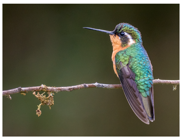 Kingfisher