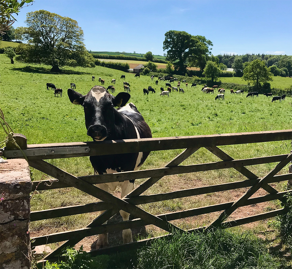 Social Isolation S Newton