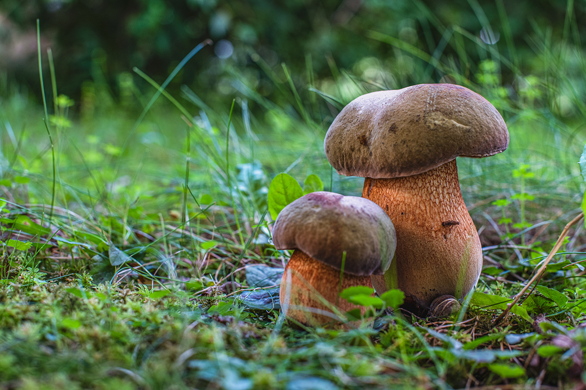 CR Q3 19 Imleria Badia