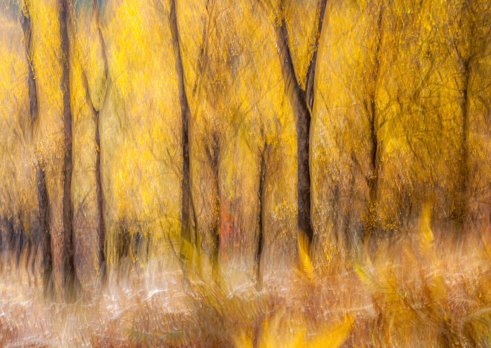 Alan Obrien ARPS Affric Autumn