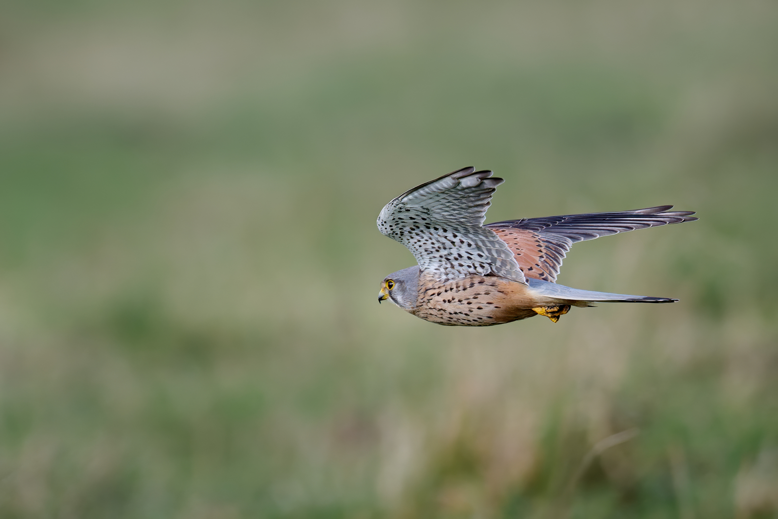 Kestrel By Greg Lovett
