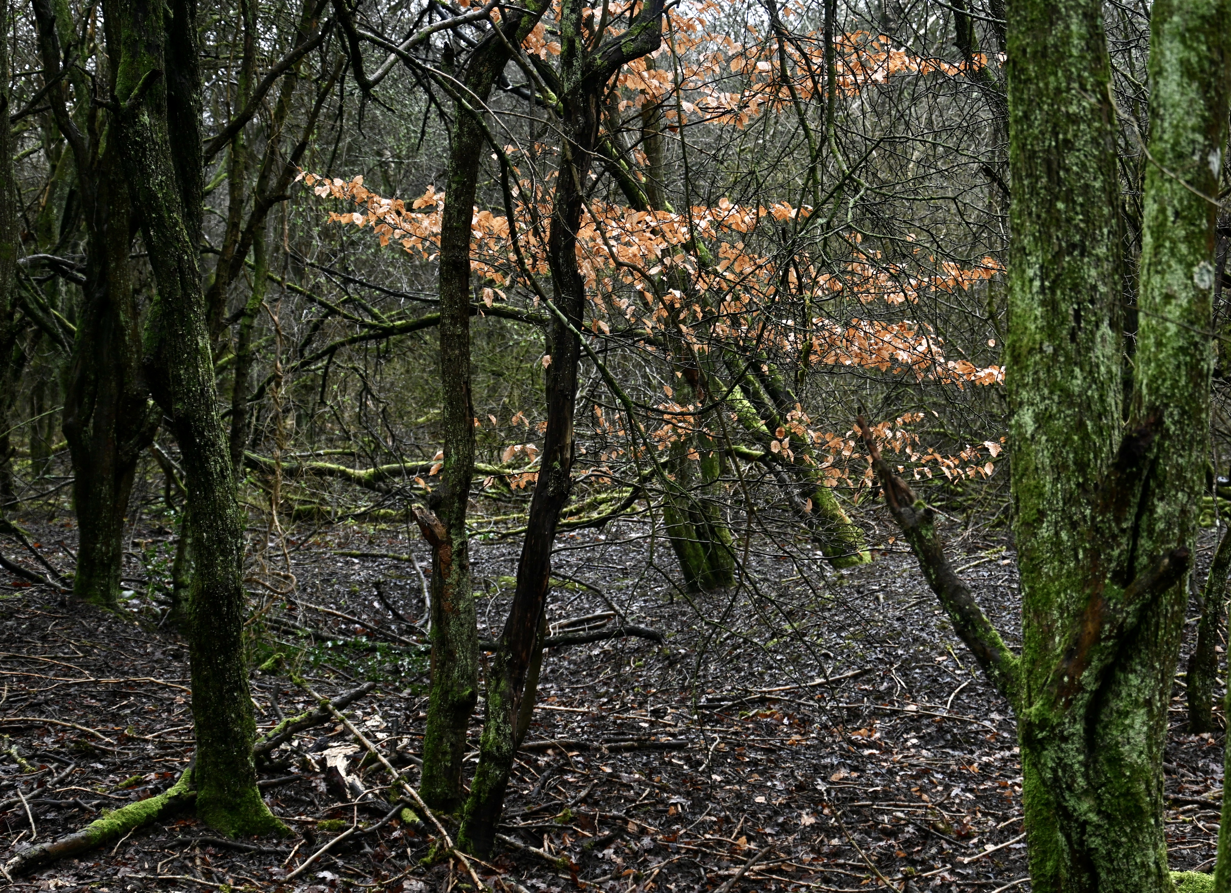 Moss And Leaves © Mike Walker
