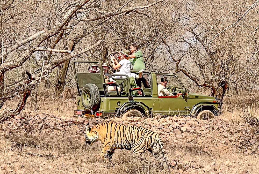 It's Behind You, Ranthambore India by Pam Digby