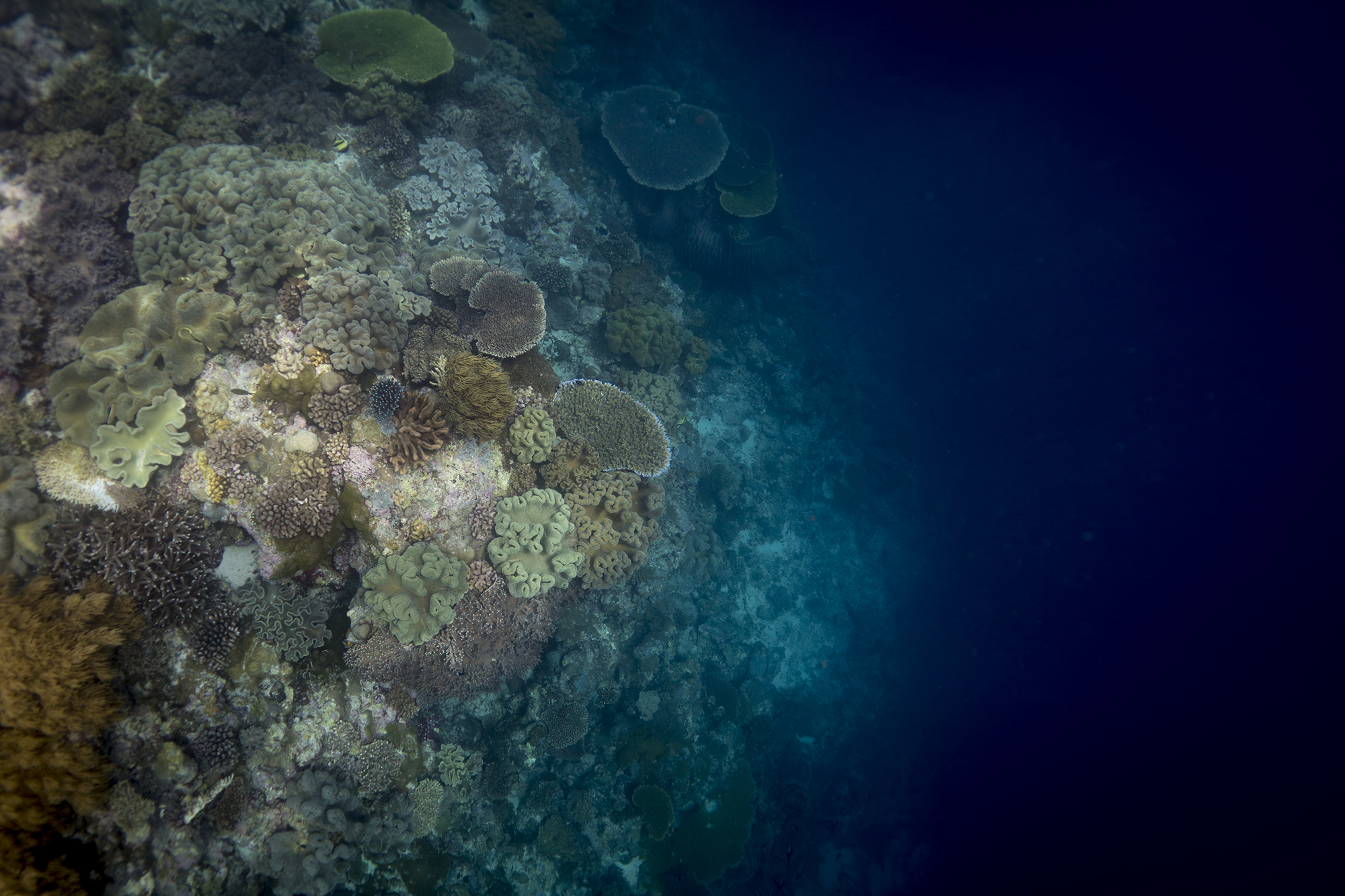 5560428 Victoria Stokes Arps What Remains 1 3