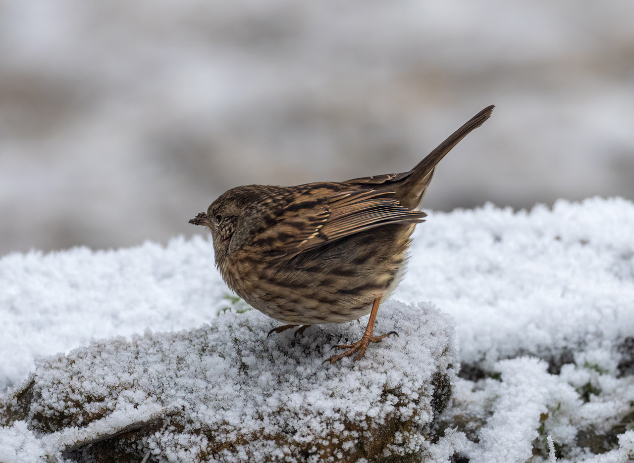 Dunnock By Jane Moore