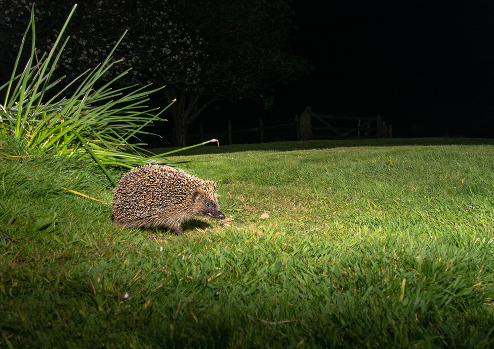 Prickles A Plenty Peter Burkiss