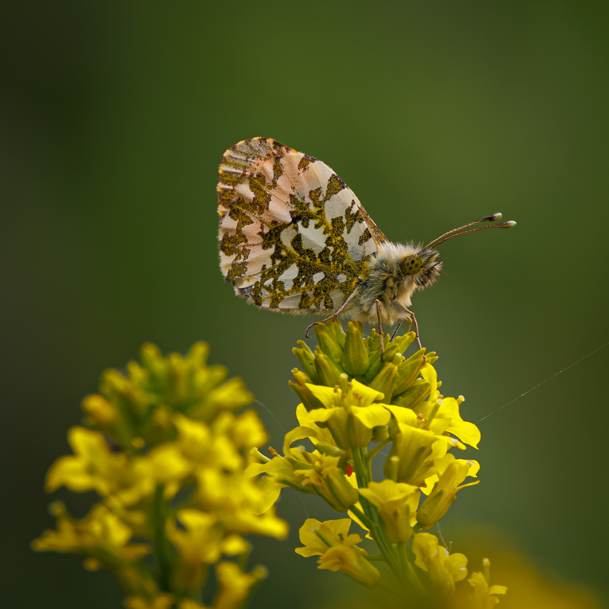 Orange Tip By Andre Neves